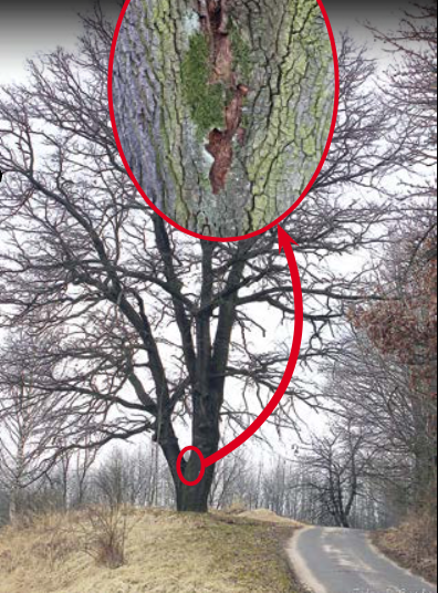 Wycięli najstarsze drzewo w gminie - Zdjęcie główne