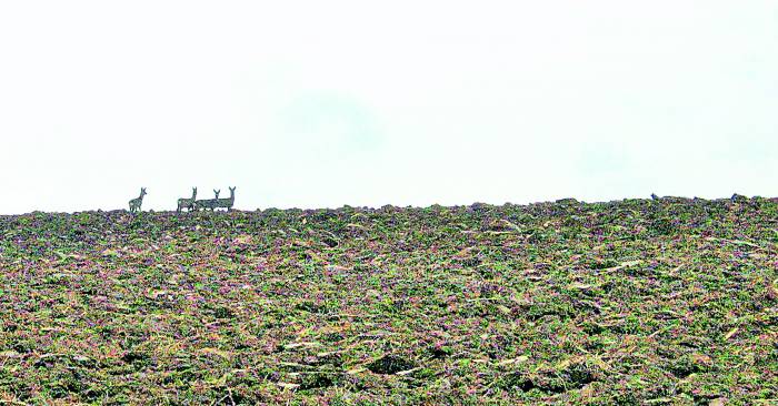 Rolniku, postaraj się o zwrot - Zdjęcie główne