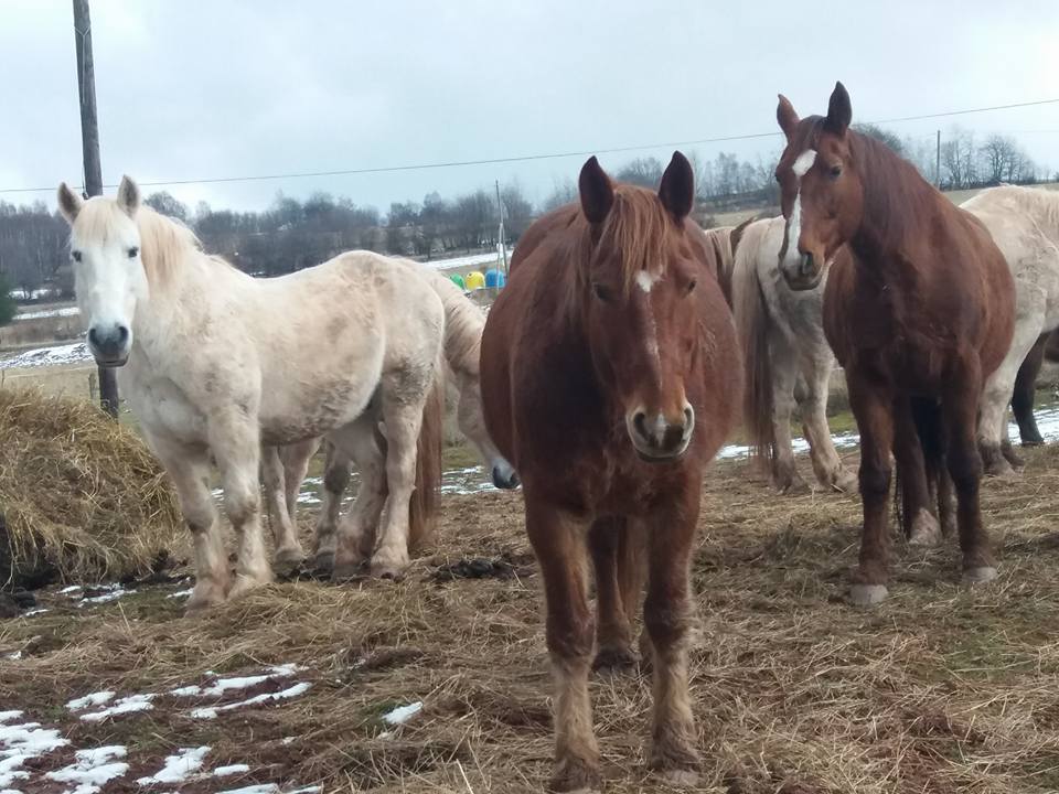 Kiermasz dla Kruczej Doliny - Zdjęcie główne