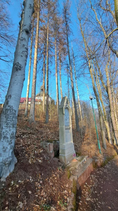 Nowa Ruda. Wycinka drzew w pobliżu sanktuarium MB Bolesnej na Górze Wszystkich Świętych - Zdjęcie główne