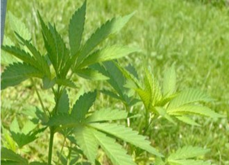 Marihuana opanuje Ziemię Kłodzką?  - Zdjęcie główne