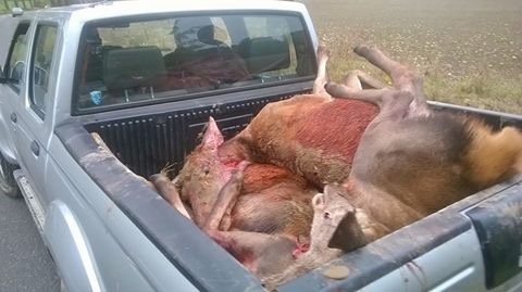 Myśliwi mają większe możliwości przy strzelaniu na polowaniach. - Zdjęcie główne