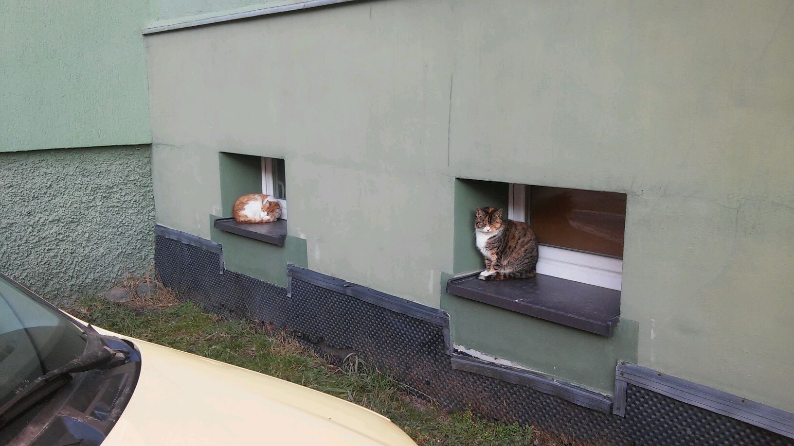 Trują osiedlowe koty - Zdjęcie główne