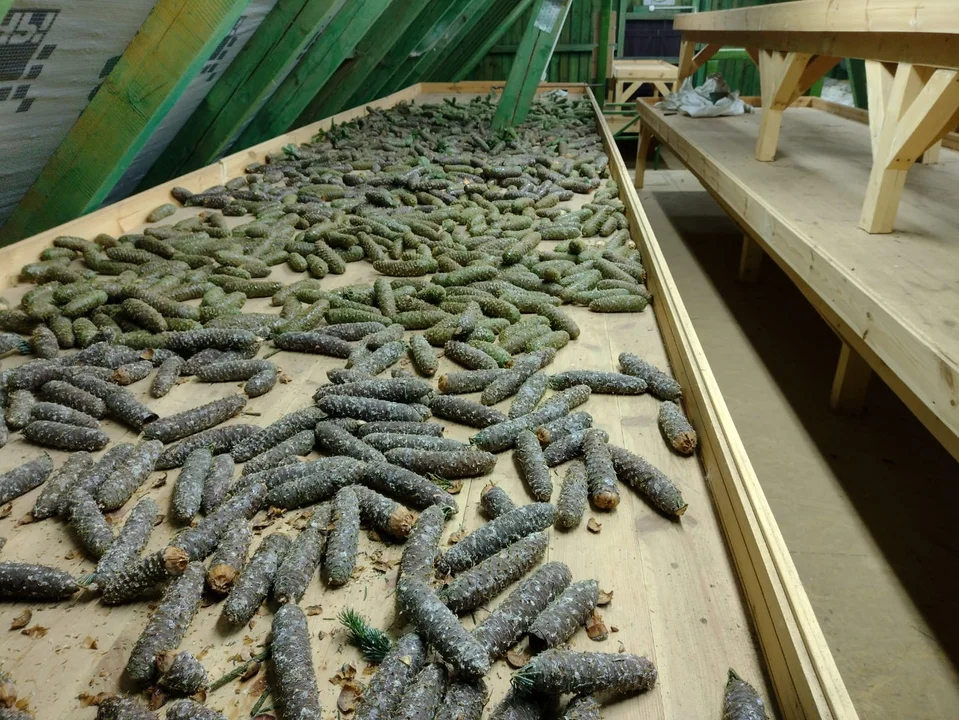 Pracownicy Parku Narodowego Gór Stołowych chcą zebrać ćwierć tony szyszek. Po co? - Zdjęcie główne