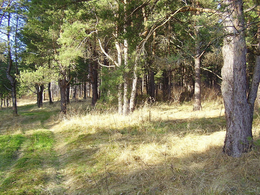 Nadleśnictwo Jugów wysyła akty oskarżenia - Zdjęcie główne