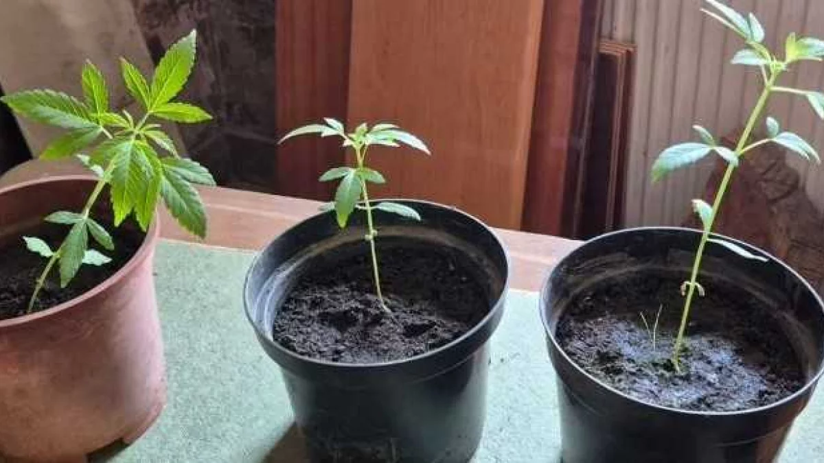 Nowa Ruda. 40 - latek zatrzymany za posiadanie narkotyków i plantację konopi [zdjęcie]