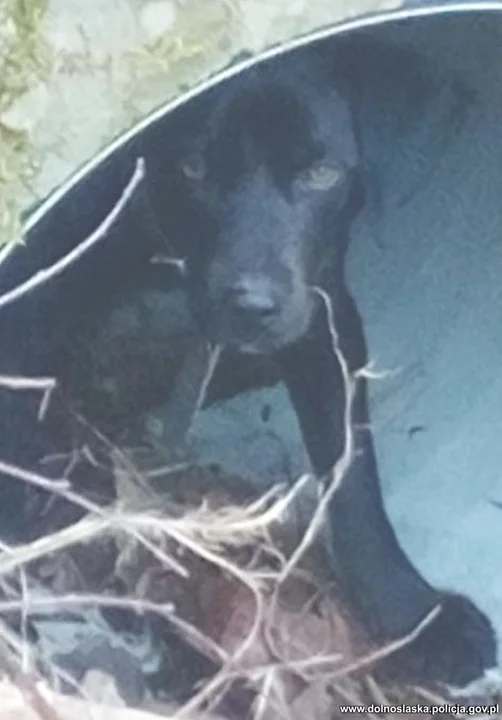 Pies porzucony na terenie przełęczy Jugowskiej. Na ratunek ruszyli policjanci - Zdjęcie główne