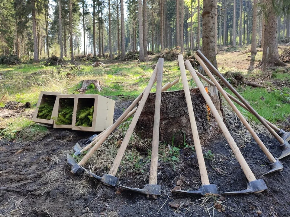 Nadleśnictwo Jugów: Druga edycja akcji „Łączą nas drzewa”