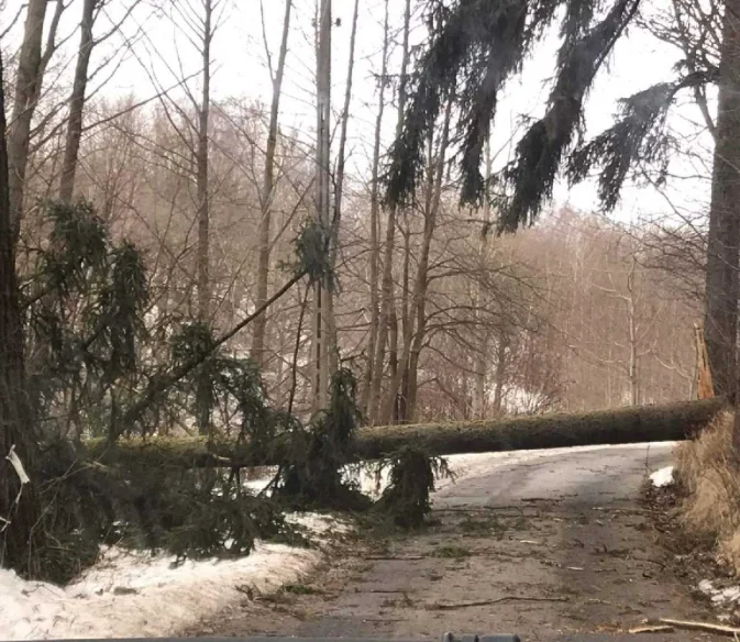 Na drogę dojazdową do ulicy Orkana spadło drzewo. 