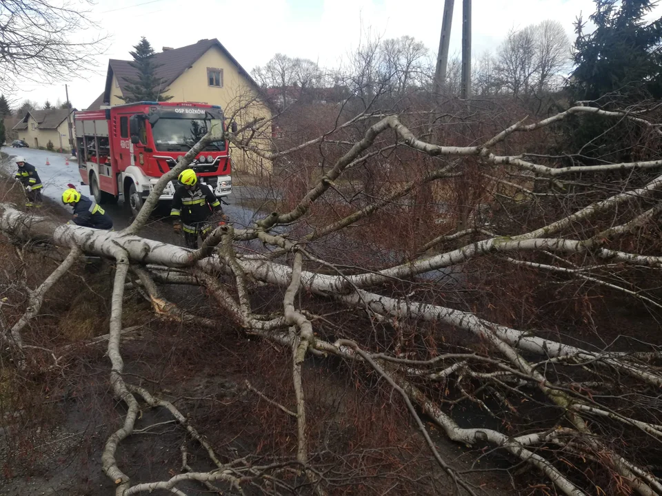 Wichury nad powiatem. Strażacy usuwają powalone drzewa - Zdjęcie główne