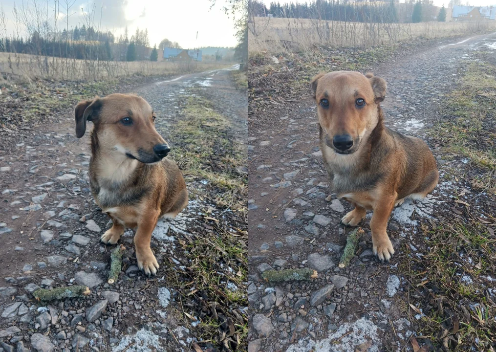 Gmina Nowa Ruda. Wyrzucił psa z samochodu i odjechał - Zdjęcie główne