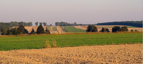 Wypłaty dla rolników - Zdjęcie główne