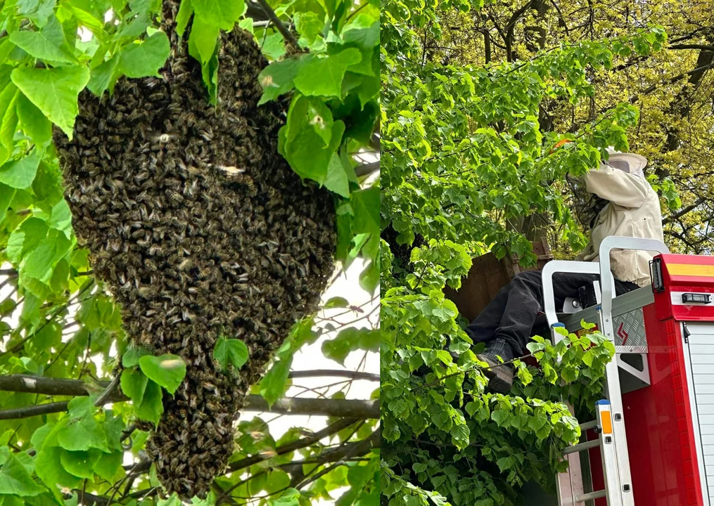 Nowa Ruda. Rój pszczół na placu zabaw przy ul. Akacjowej w Słupcu - Zdjęcie główne