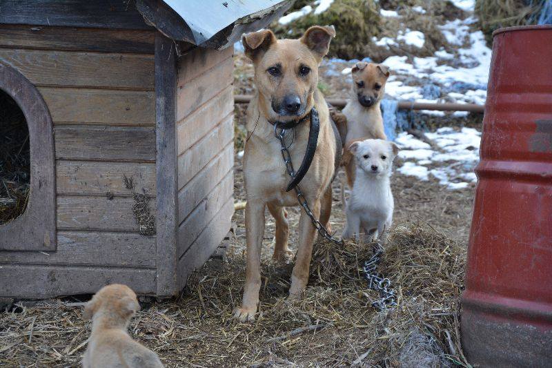 Bestie, nie ludzie w Tłumaczowie - Zdjęcie główne