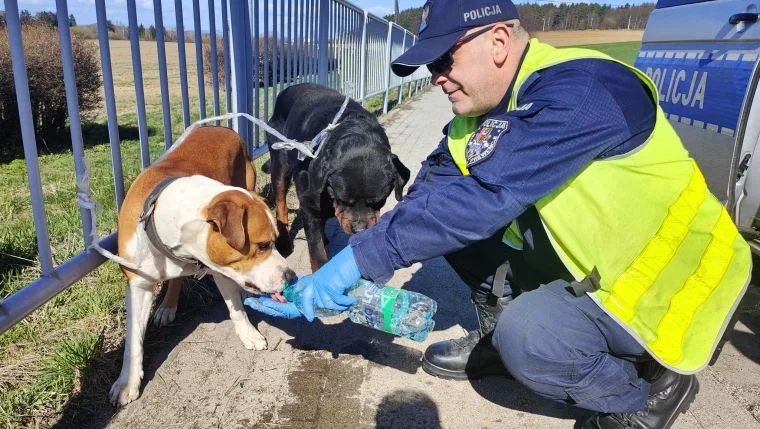 DK8. Policjanci złapali biegające przy ósemce psy - Zdjęcie główne