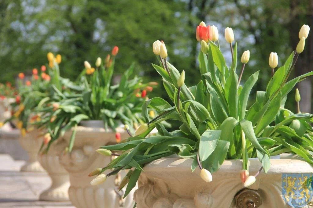 Święto tulipanów w Kamieńcu Ząbkowickim - Zdjęcie główne