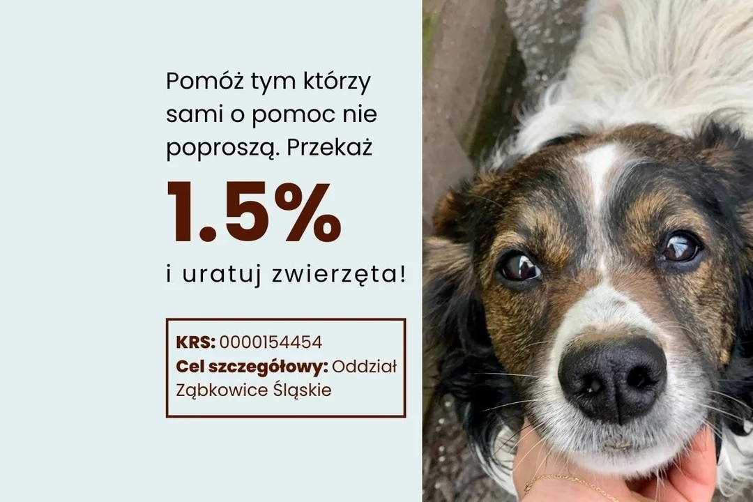 TOZ Ząbkowice Śląskie. Chcesz pomóc zwierzakom? Przekaż 1,5% podatku - Zdjęcie główne