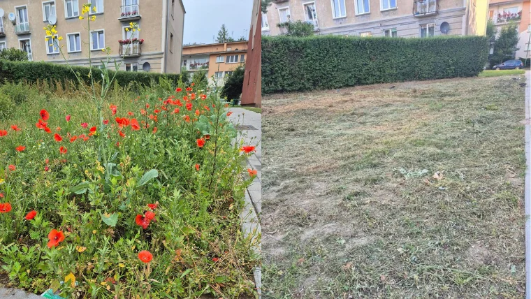 Ząbkowice Śl. Była łąka, nie ma łąki - Zdjęcie główne