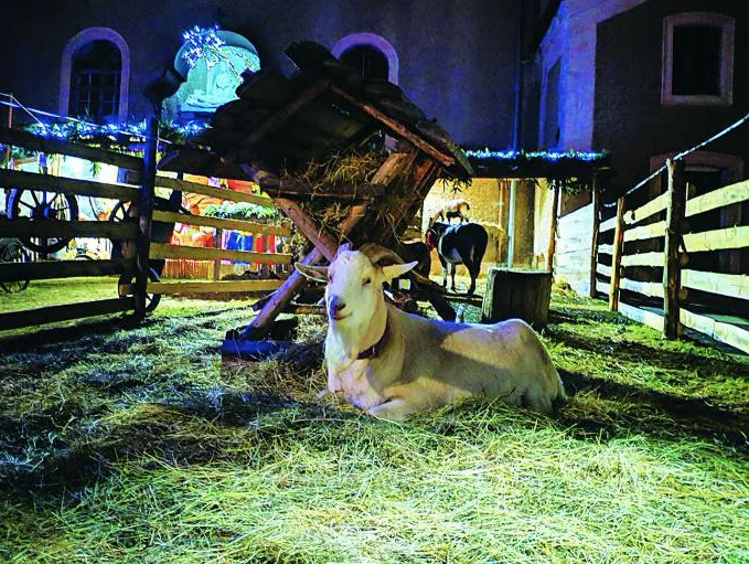 Żywa szopka bożonarodzeniowa w Starczowie - Zdjęcie główne