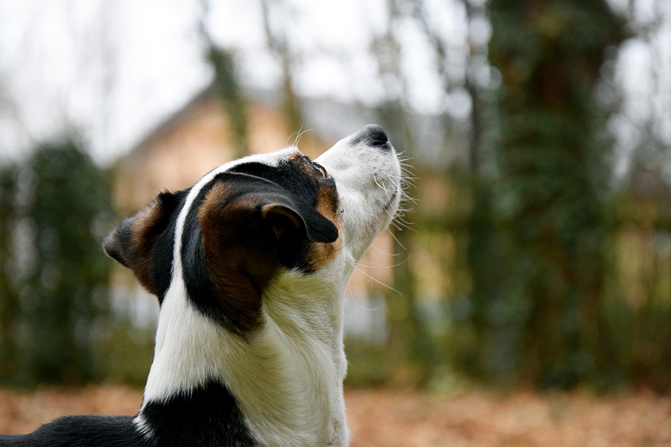 Park Narodowy Gór Stołowych: czy możesz zabrać psa w góry? - Zdjęcie główne