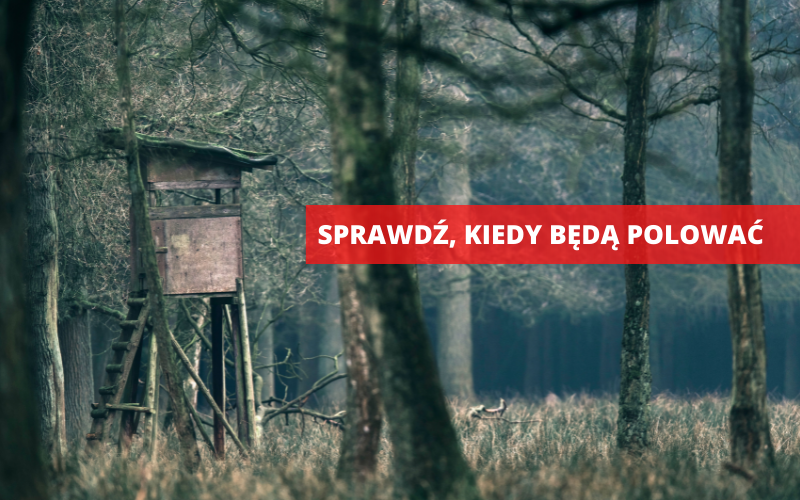 Ziębice: Będą polować w naszych lasach - Zdjęcie główne