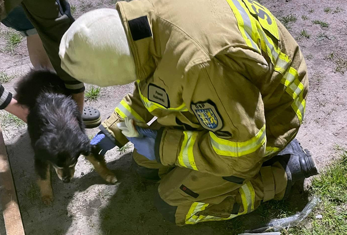 Strażacy ratowali uwięzionego psa - Zdjęcie główne