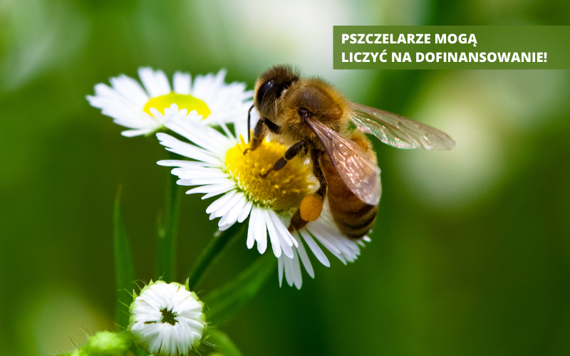 Powiat Ząbkowicki: Pomoc dla pszczelarzy - Zdjęcie główne