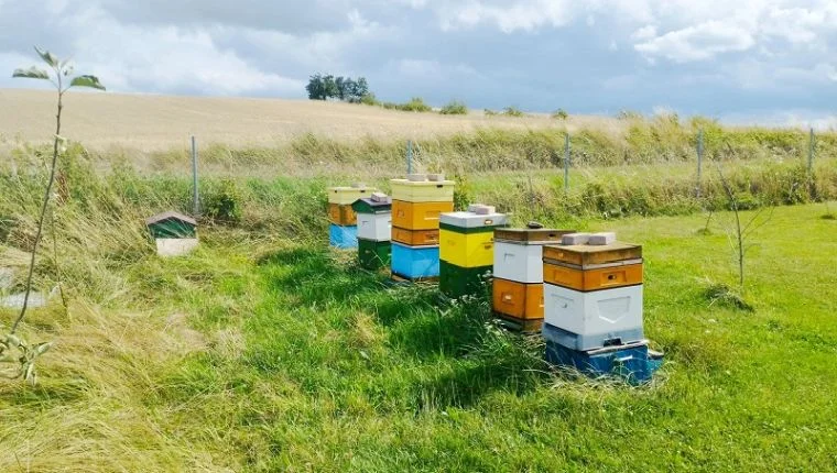 Gmina Złoty Stok. 39-latek ukradł… ule z pszczołami - Zdjęcie główne