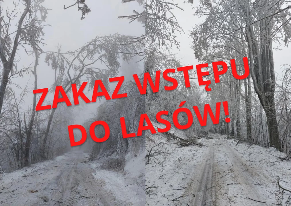 Nadleśnictwo Bardo. Zakaz wstępu do lasu. Gdzie? - Zdjęcie główne