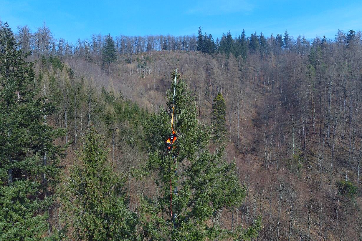 Najwyższe drzewo w Polsce rośnie w Górach Bardzkich - Zdjęcie główne