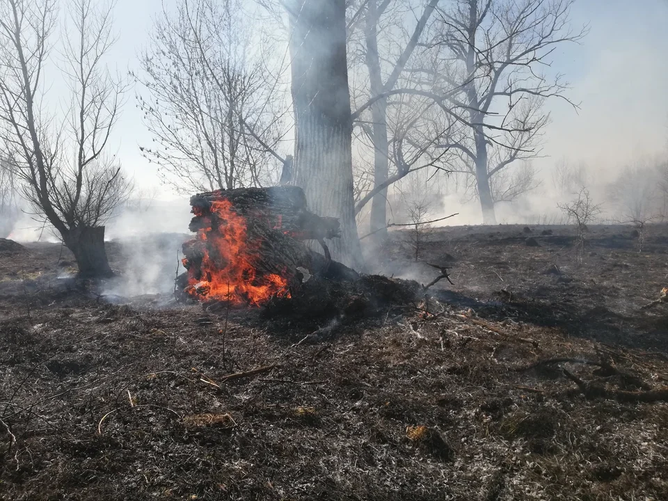 Powiat Ząbkowicki. Plaga pożarów suchej trawy. Spaleniu uległo 46 hektarów - Zdjęcie główne