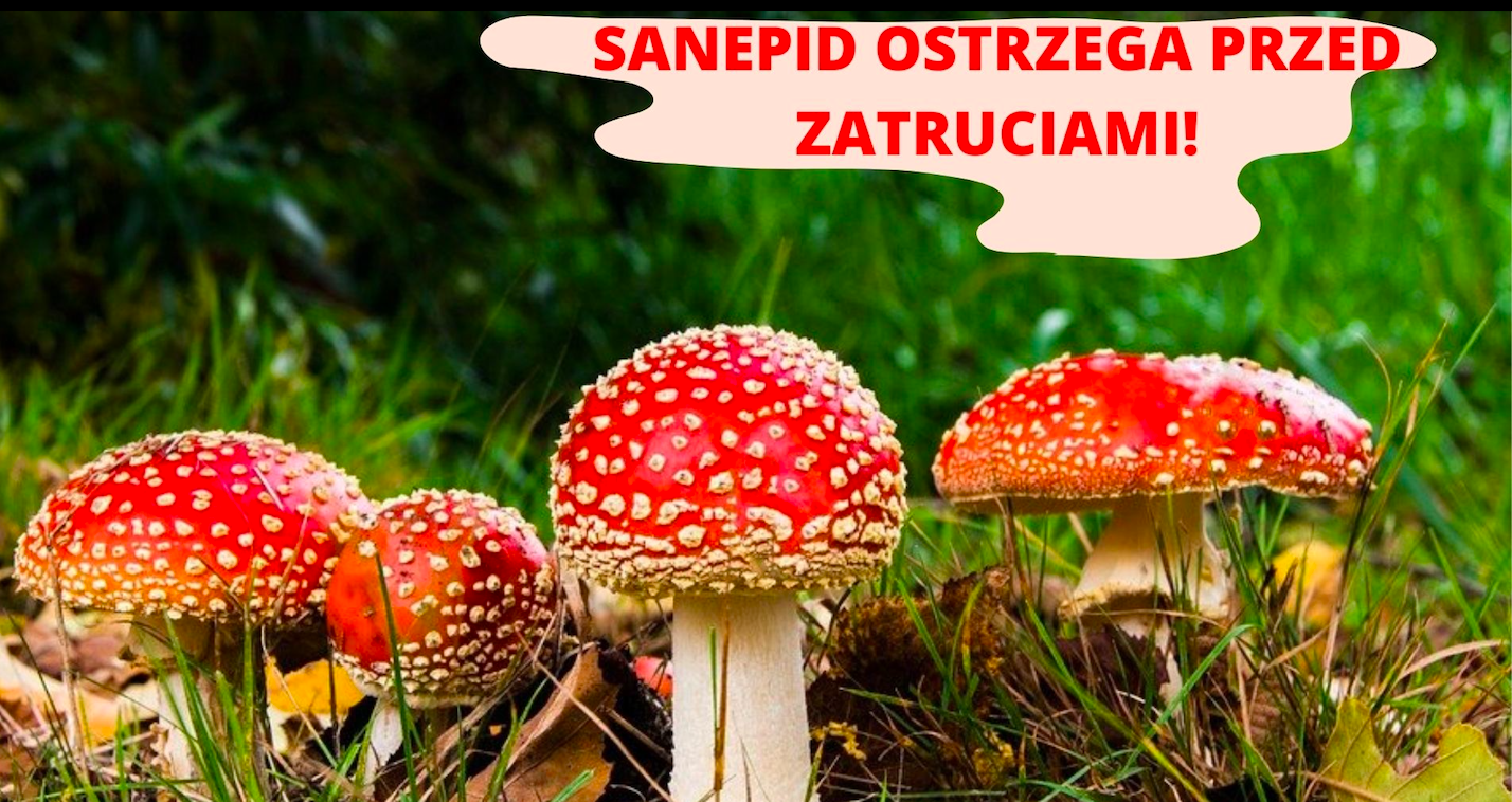 Ząbkowice Śl. Zatrucia grzybami. Sanepid ostrzega - Zdjęcie główne