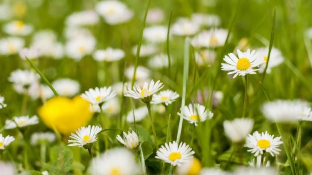 Powiat Ząbkowicki. Majówka pełna wydarzeń. Koncerty, pikniki i patriotyczne uroczystości