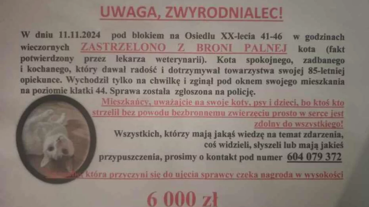 Ząbkowice Śląskie. Wysoka nagroda za informacje! - Zdjęcie główne