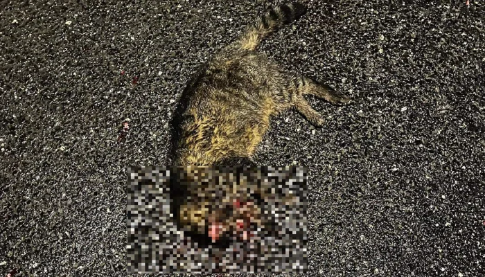 Ząbkowice Śląskie. Kierowca potrącił kota i uciekł. UWAGA - drastyczne zdjęcie - Zdjęcie główne