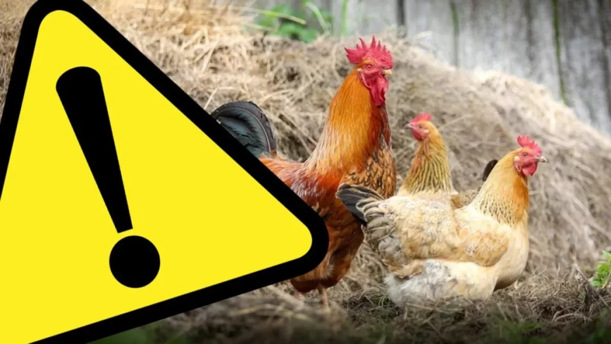 Komunikat Powiatowego Lekarza Weterynarii w Ząbkowicach Śląskich