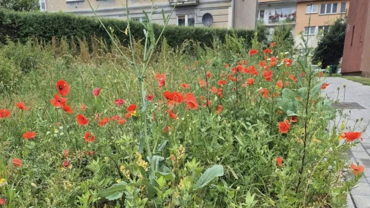 Ząbkowice Śl. „Mieszkańcy się burzyli” - czyli dlaczego nie ma kwietnej łąki - Zdjęcie główne