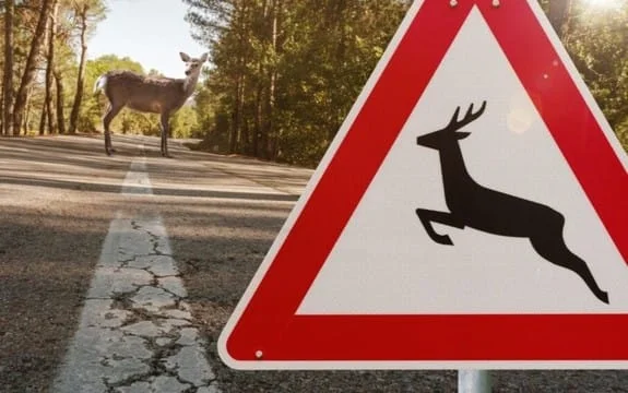 Powiat ząbk. Uwaga na dzikie zwierzęta na drogach - Zdjęcie główne