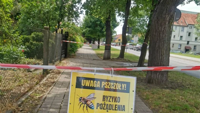 Ziębice. Strażacy zostawili rój pszczół na Wałowej - Zdjęcie główne