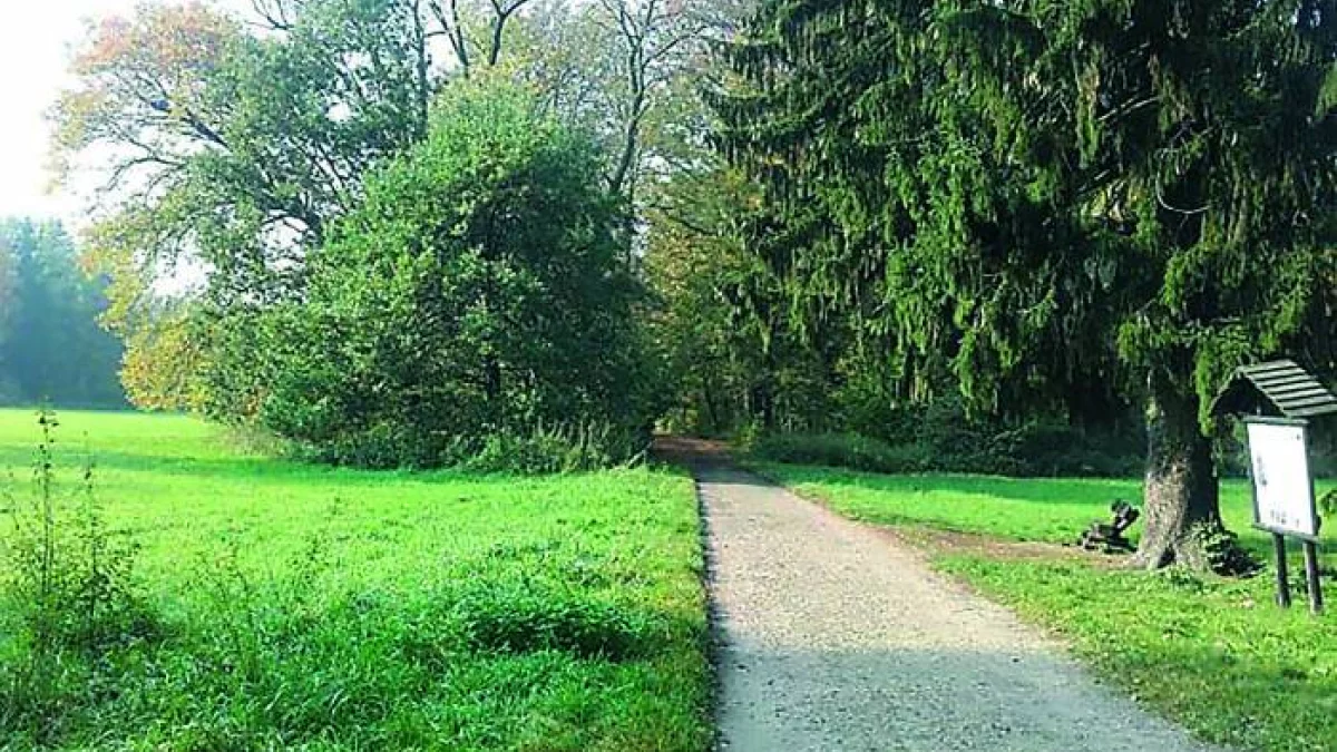 Współtwórz "Zanocuj w lesie"